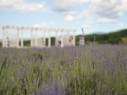 Viva Lavanda Organic Farm-Aromat必去景点
