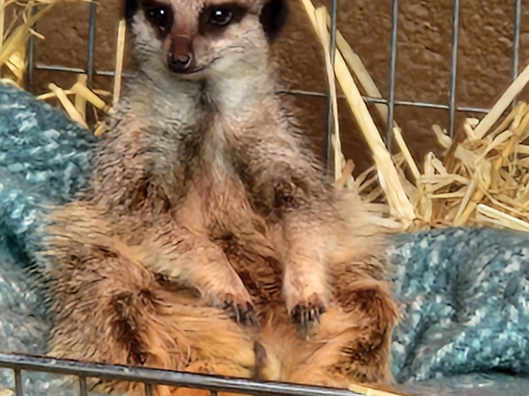 Brooklands Zoo-新普利默斯必去景点
