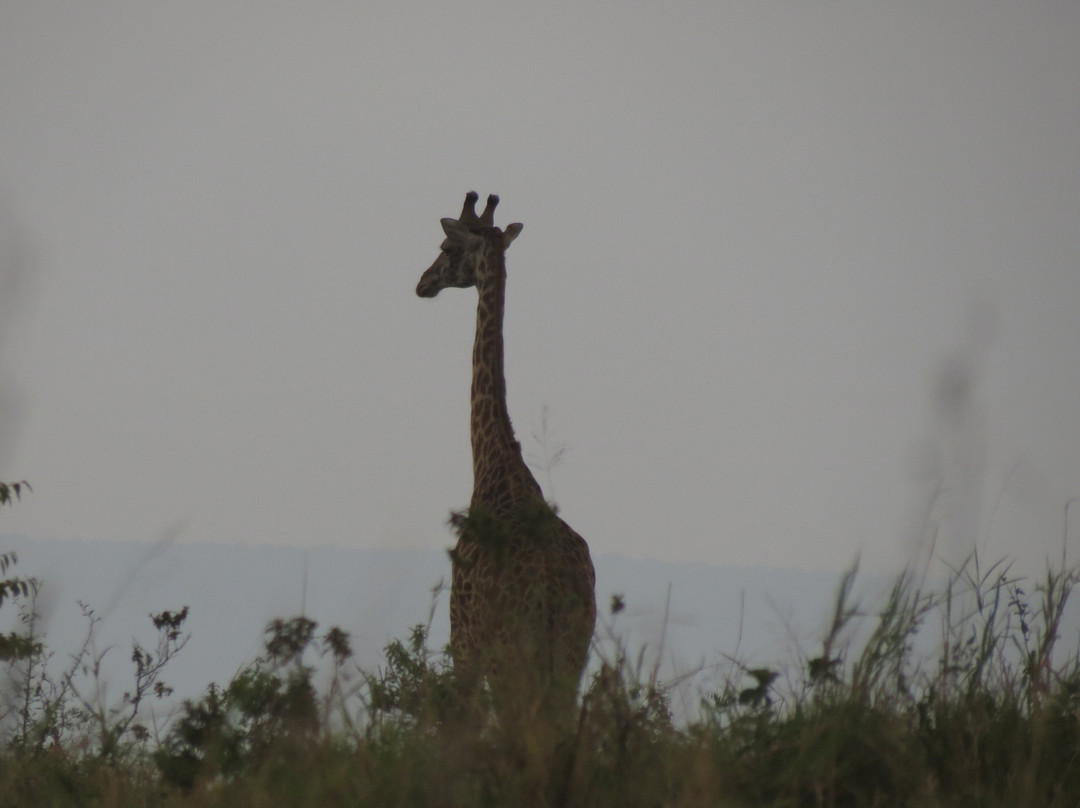 Dusty Roads Masai Mara-马赛马拉国家野生动物保护区必去景点