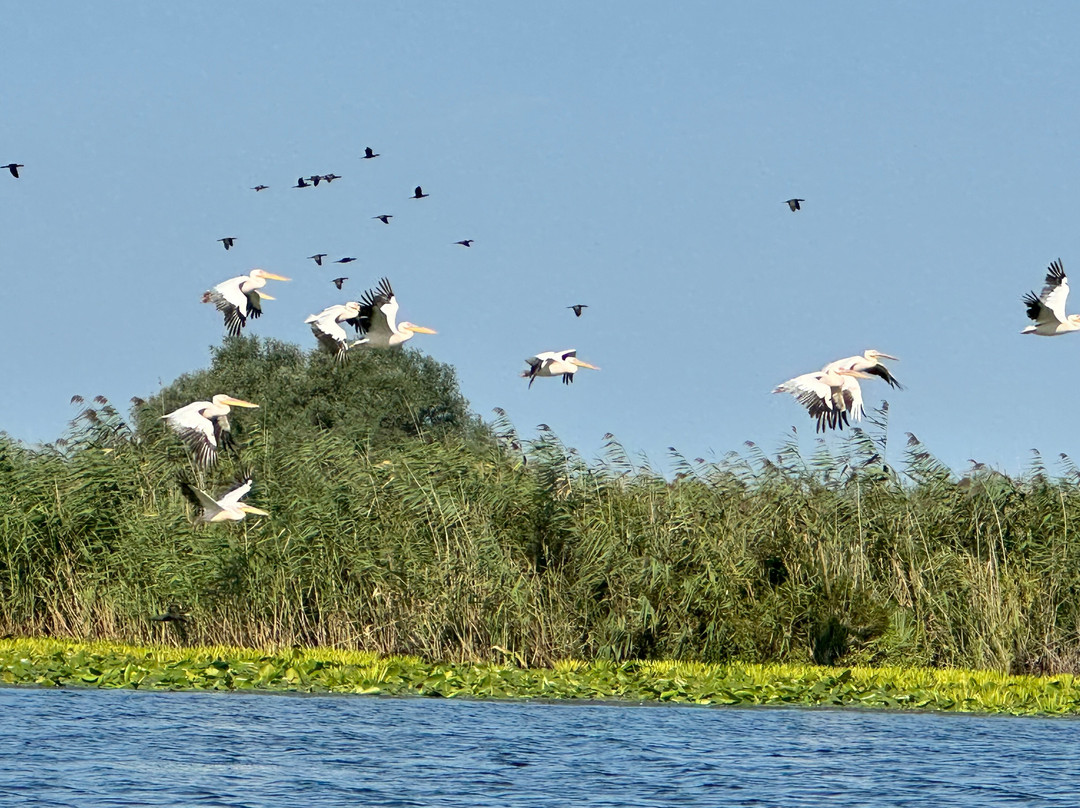 Tours in Delta with John景点图片