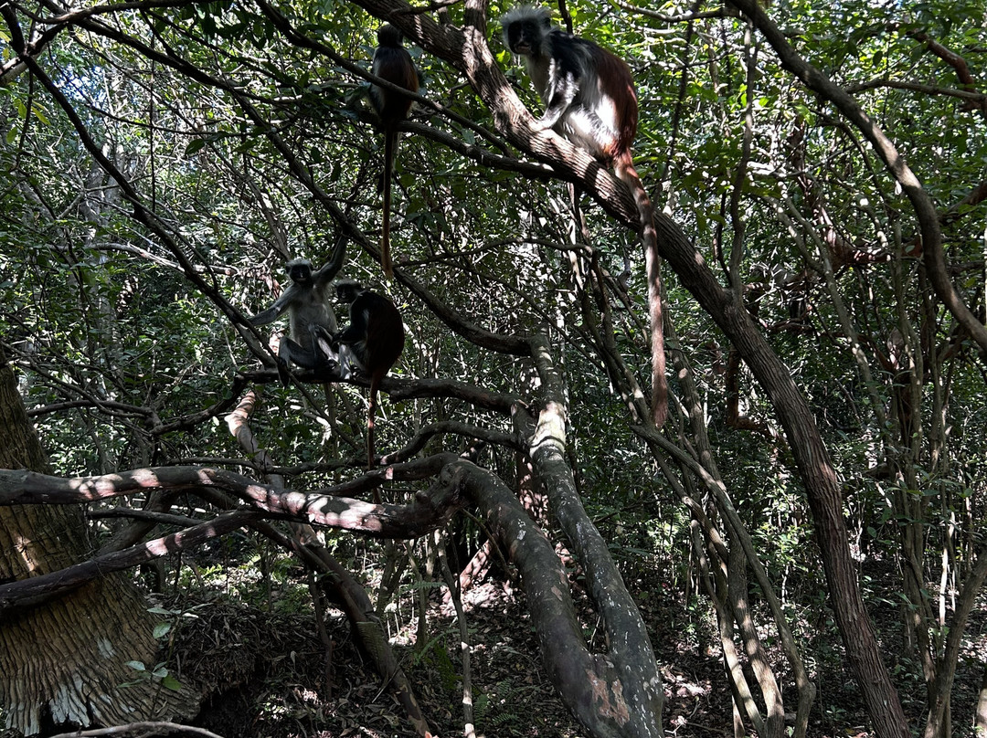 Jamal Zanzibar-石头城必去景点
