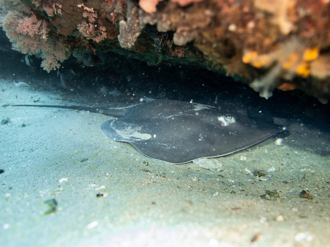 Blow Bubbles Divers-Desa Sekotong Barat必去景点
