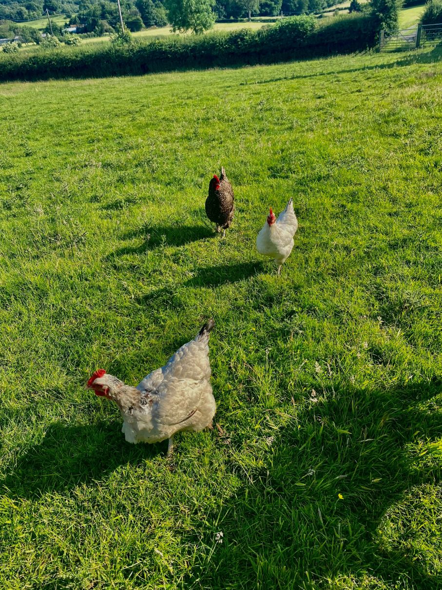 Bewerley Hall Farm-浴室