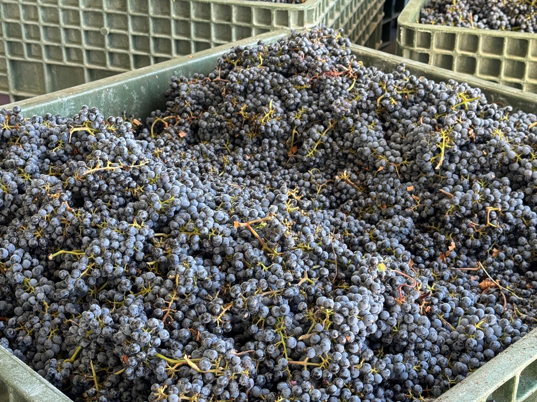 Corison Winery景点图片