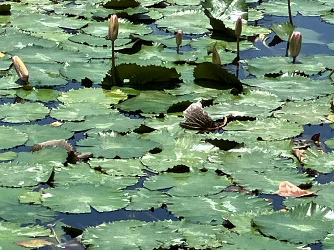 Lotus Lagoon-甘地达萨必去景点
