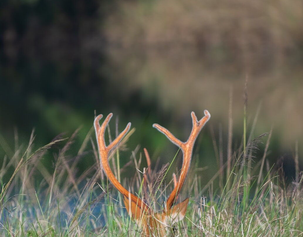 7 Tigers Resort Kanha主图