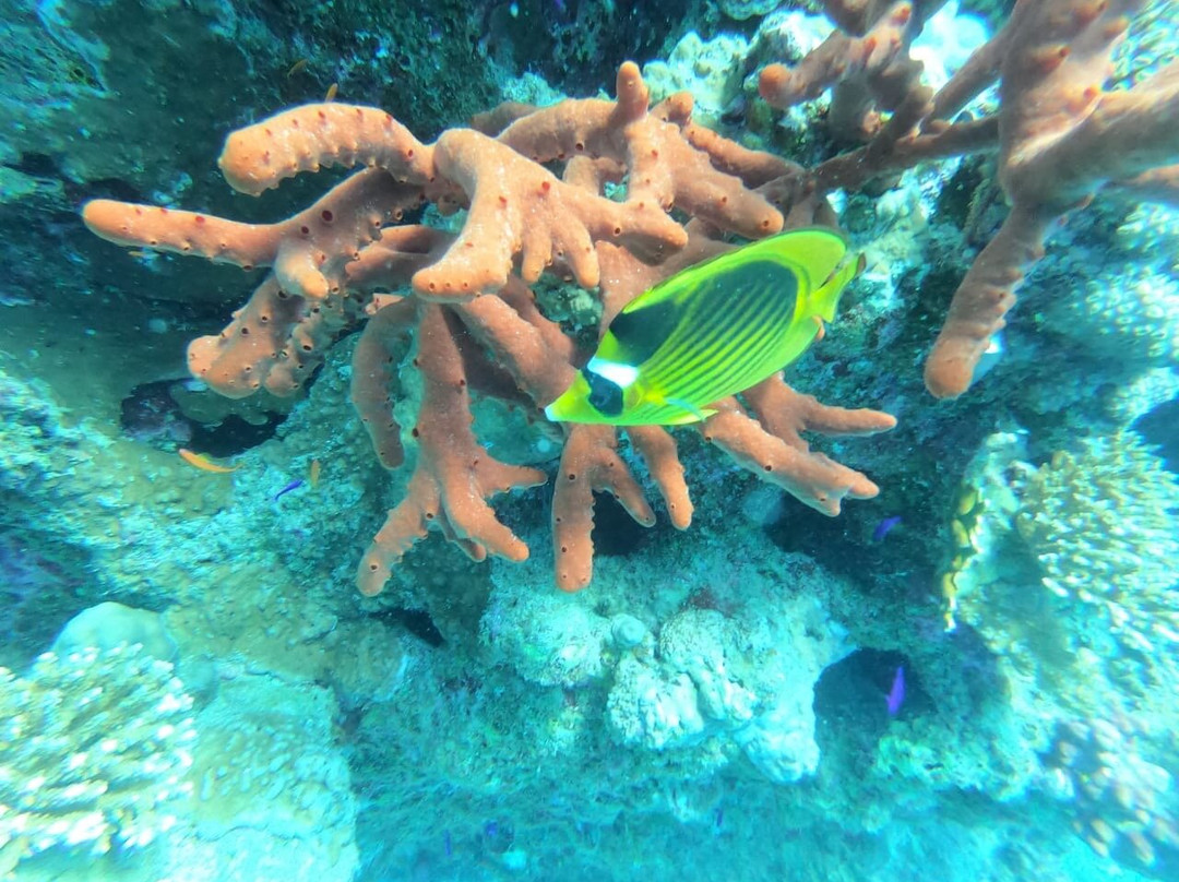 Poseidon Divers-达哈卜必去景点