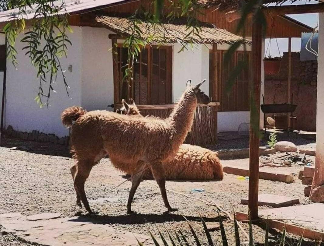 Voyage Atacama