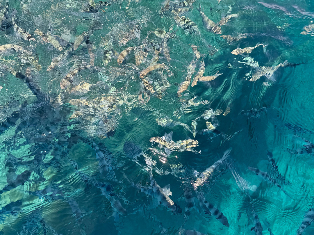 Hauraki Adventures Fiji-Viseisei必去景点