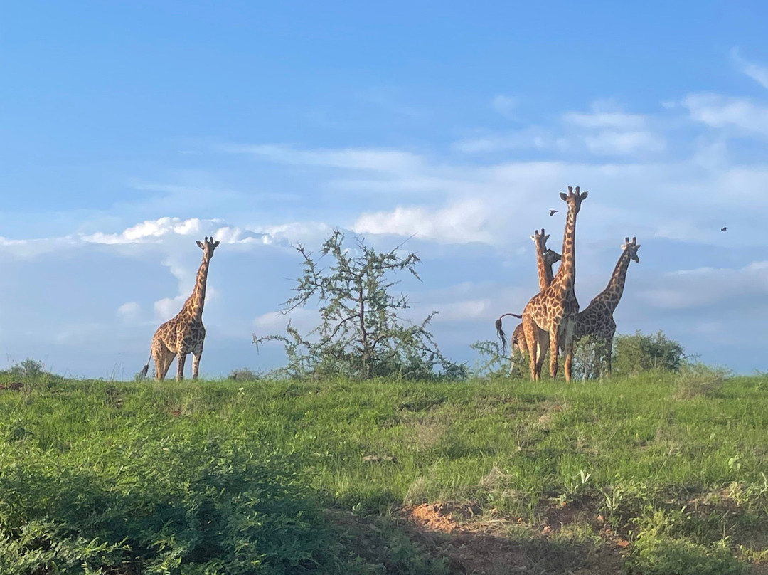 Maasai Safari & Cultural Tours景点图片