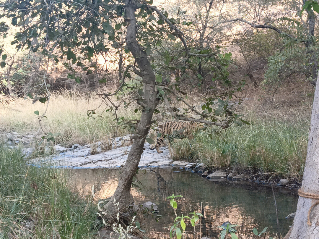 Ranthambore Jungle Safari-Ranthambhore Fort必去景点