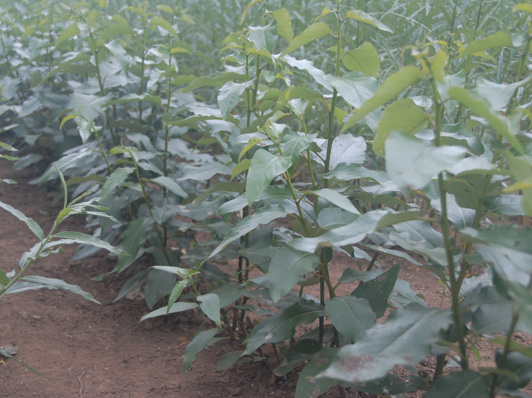 Bowhayes Trees-Ottery St. Mary必去景点