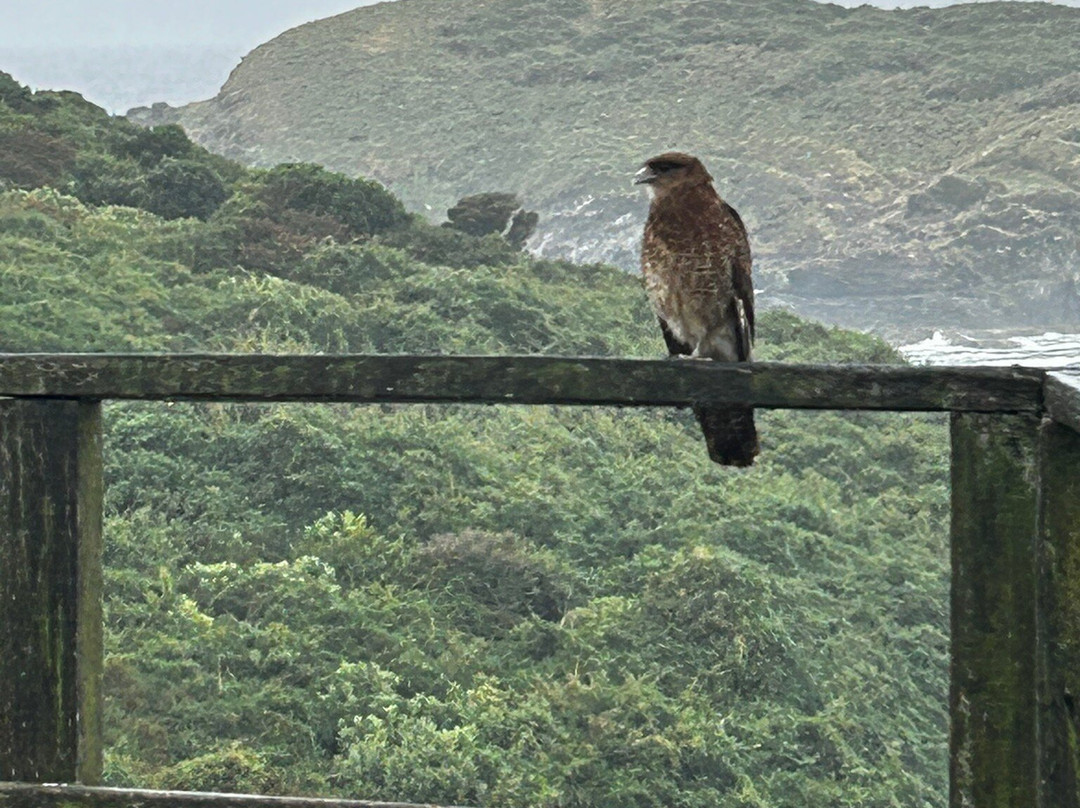 Islotes de Punihuil-奇洛埃岛必去景点