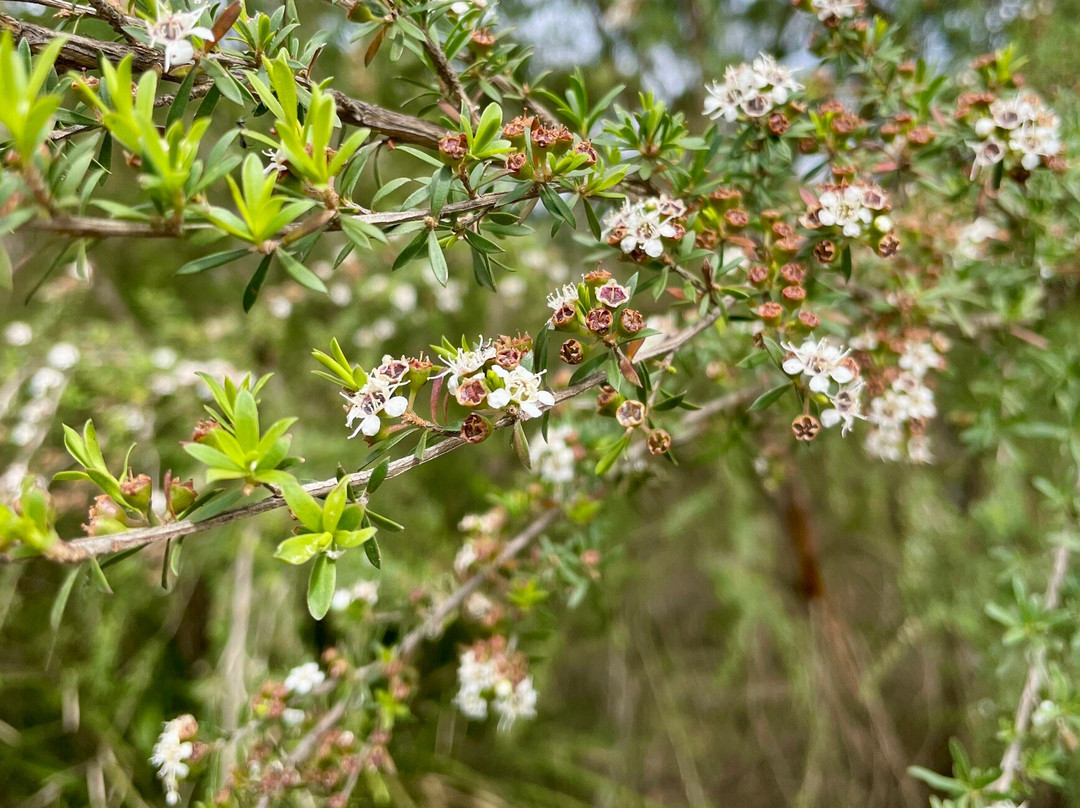 Lake Coleman State Game Reserve-Golden Beach必去景点