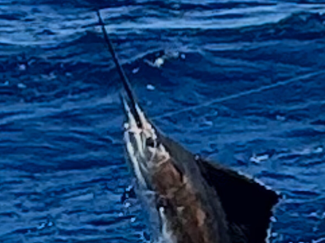 True Blue Sportfishing-St. George's必去景点