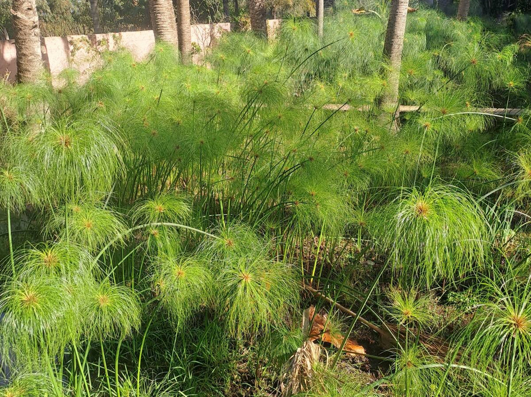 Les Jardins Exotiques De Bouknadel-拉巴特必去景点