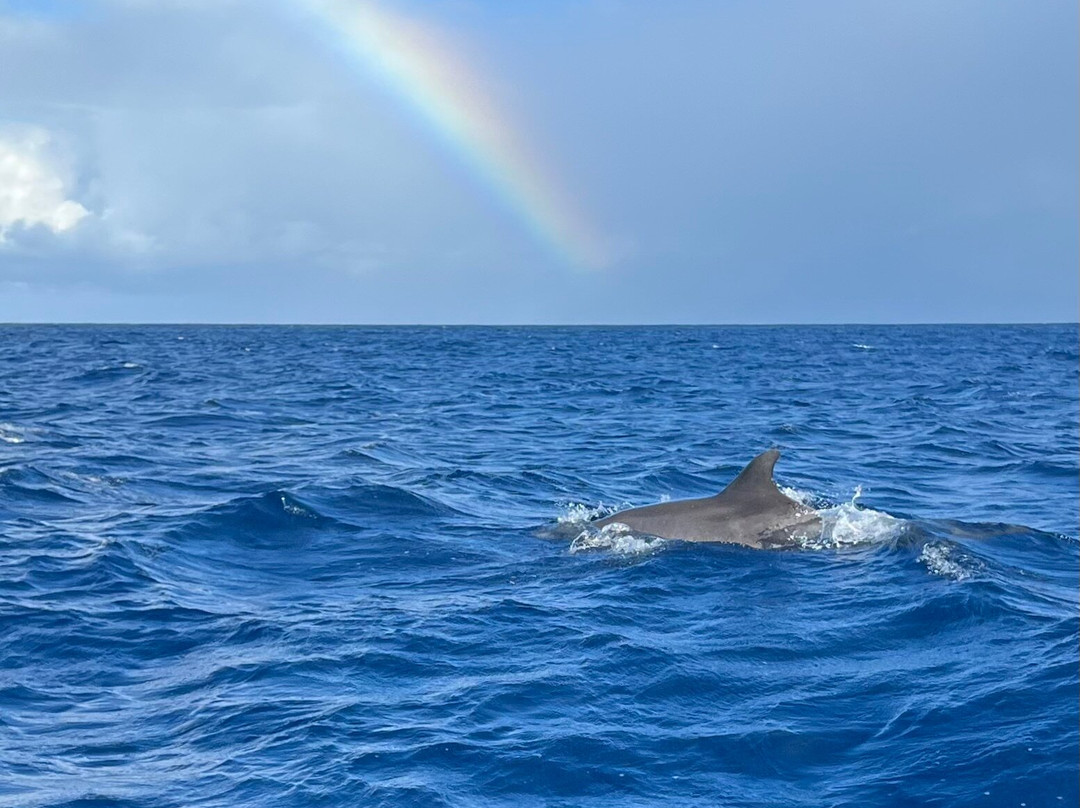 Shelltone Whale Project-Pointe-Noire必去景点