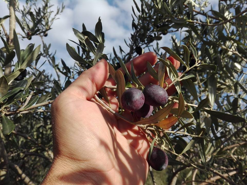 Il Vigneto Bed And Breakfast主图