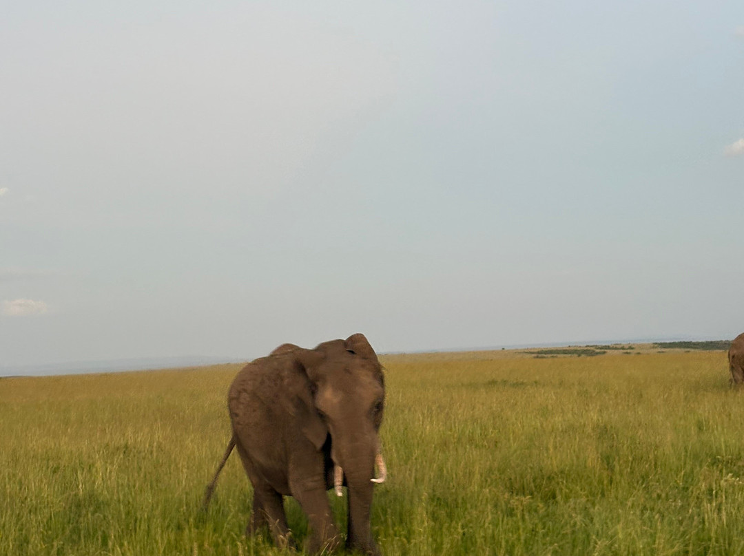 africa safariland tour-内罗毕必去景点