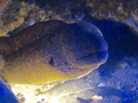 Kauai Dive Co-坡伊普必去景点