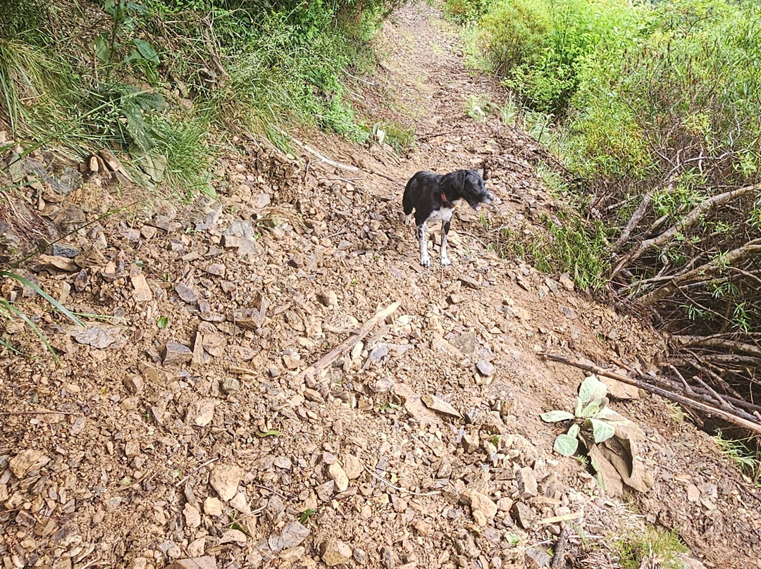 The Gorge Mountain Bike Park-尼尔森必去景点