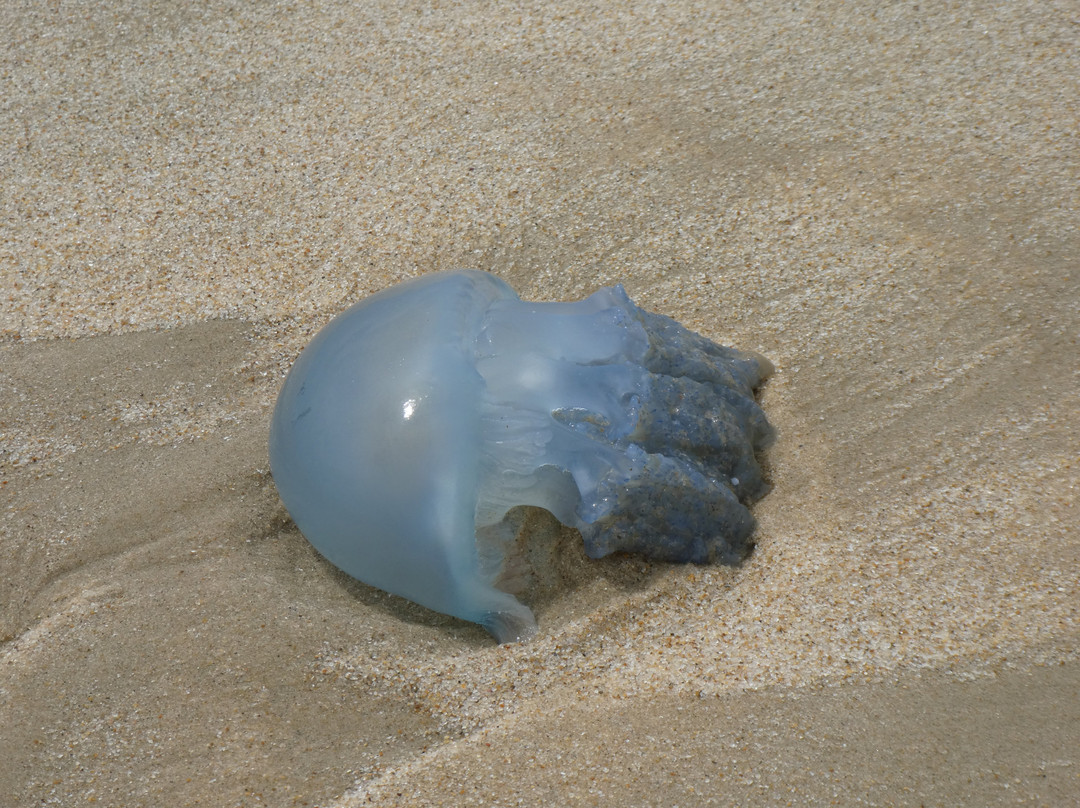 Macaneta Beach-马布多必去景点