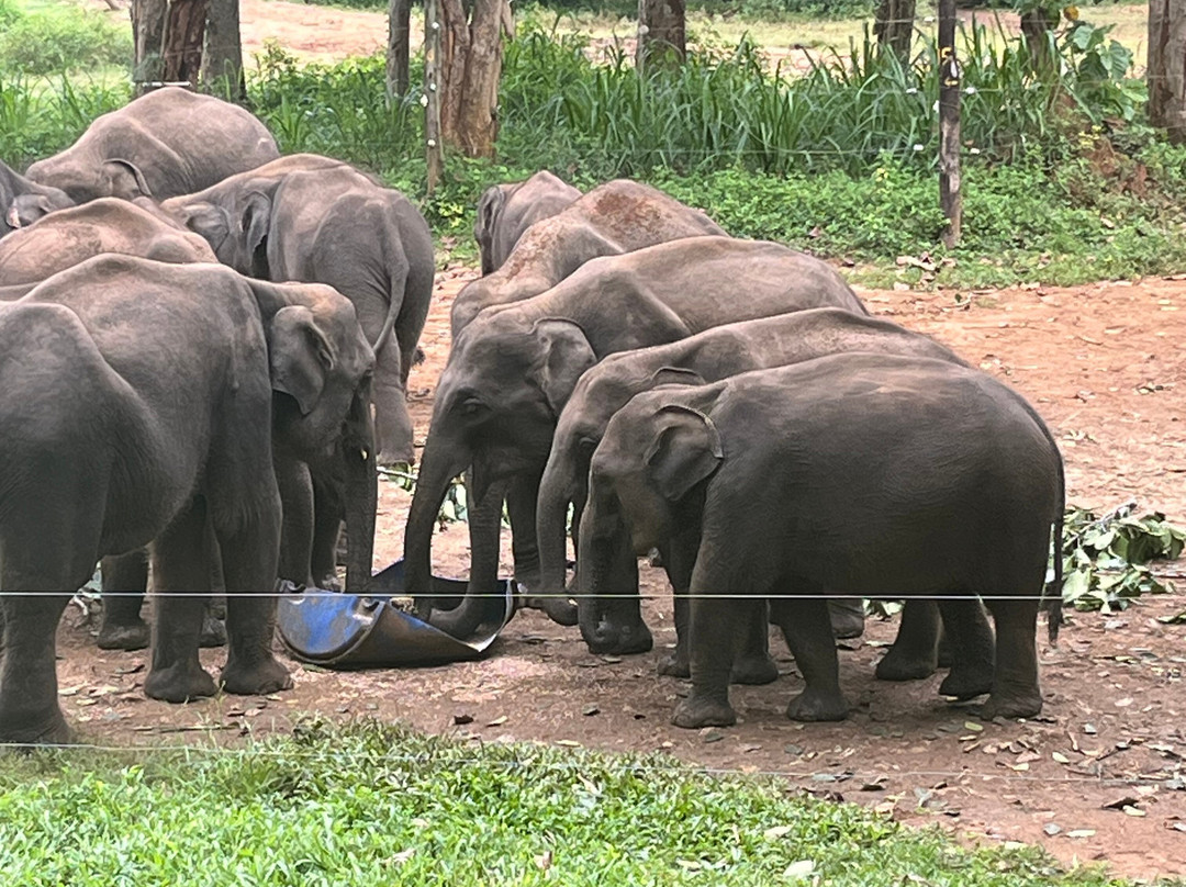 Gihan Tours Sri Lanka景点图片