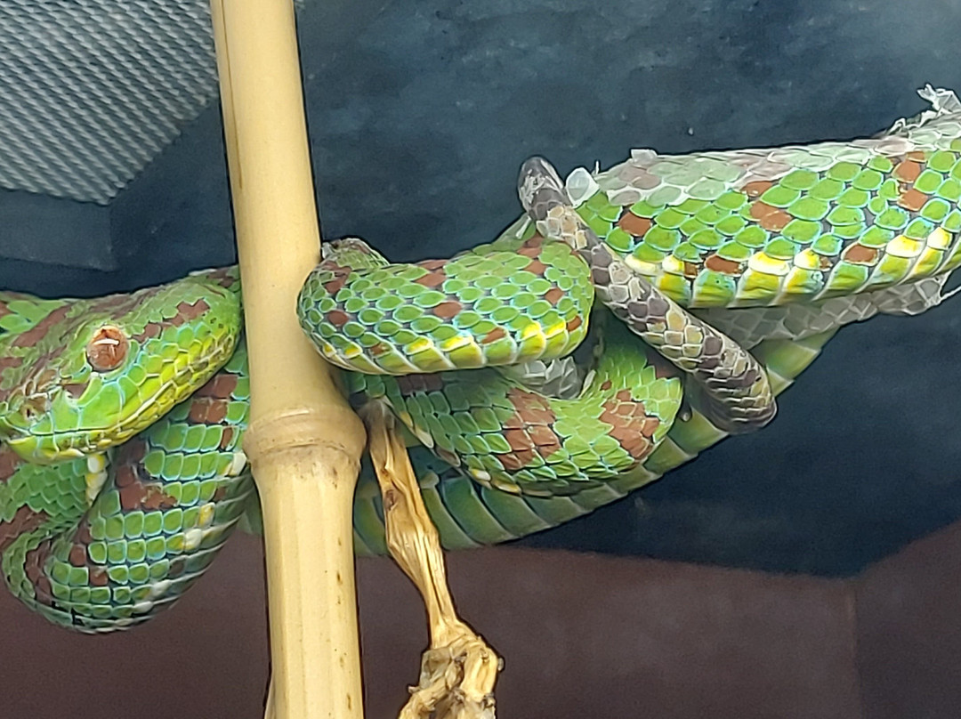 Reptilienzoo Nockalm-Patergassen必去景点