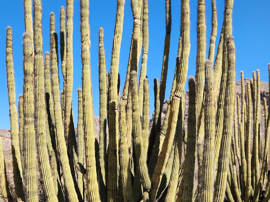 Organ Pipe Cactus National Monument-Ajo必去景点