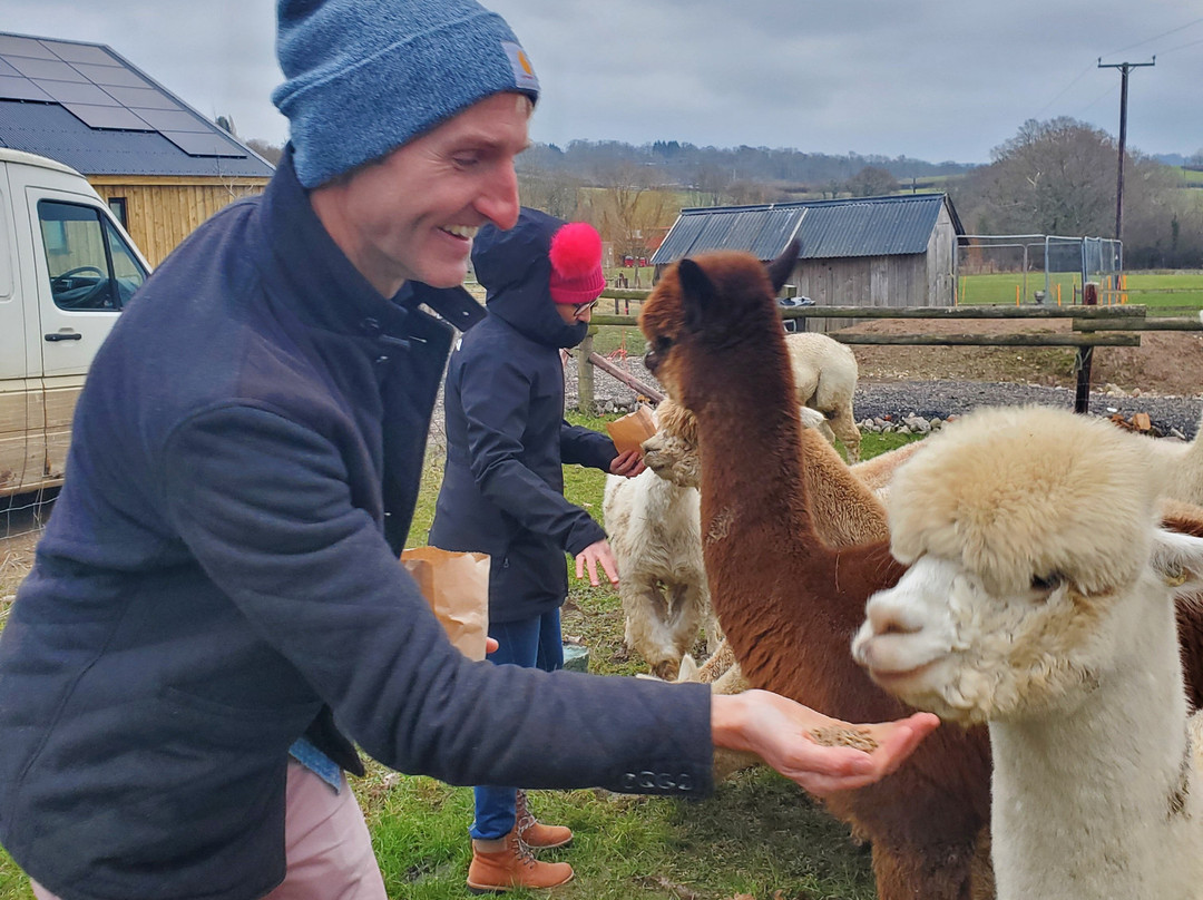 Dartmoor Reach Alpaca Experiences景点图片