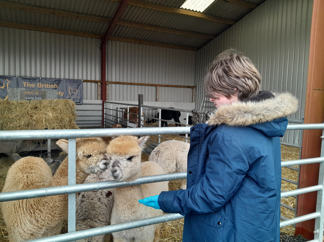 Wildwood Alpacas-Albrighton必去景点