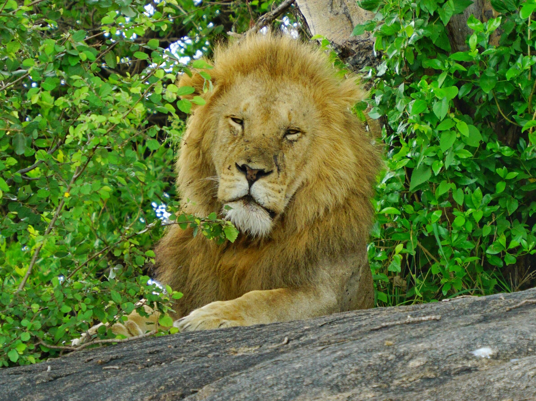 Wild Root Safaris and Adventures-阿鲁沙必去景点