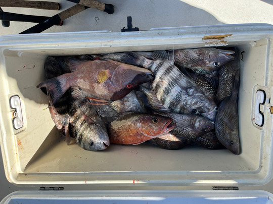 Pale Horse Fishing Charters-迈尔斯堡海滩必去景点