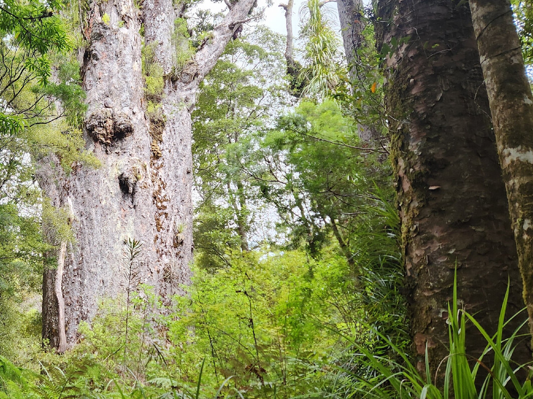 Te Matua Ngahere Walk景点图片