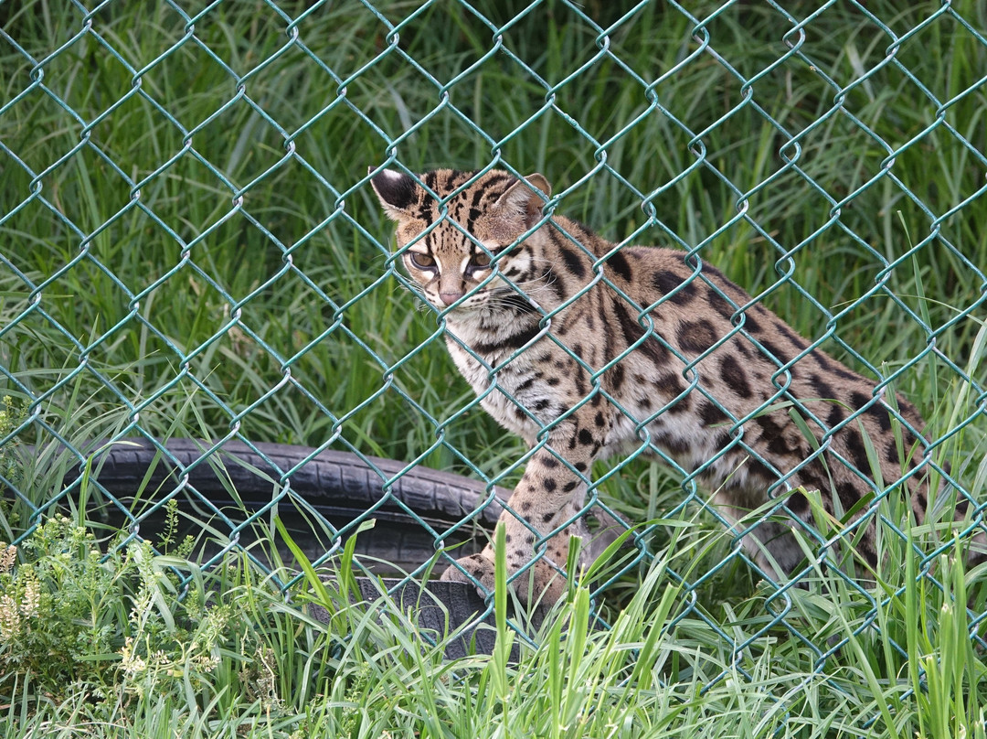 Cochahuasi Animal Sanctuary-库斯科必去景点