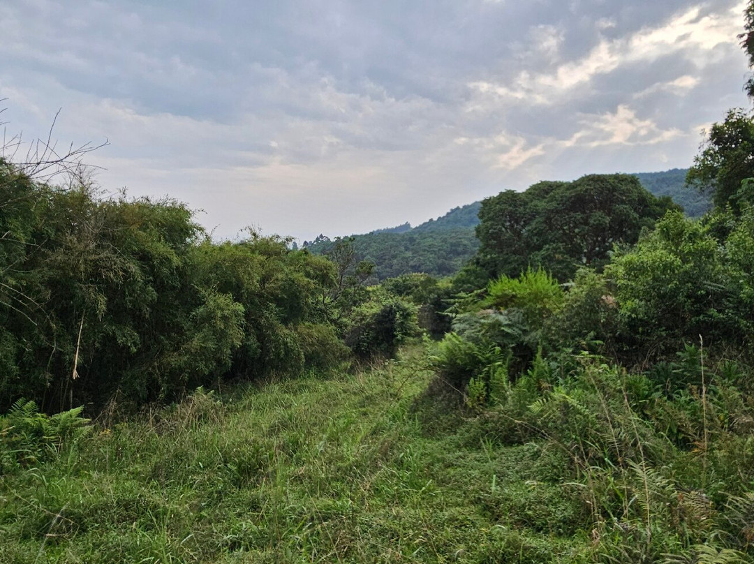 Mgahinga Gorilla National Park-Kisoro必去景点