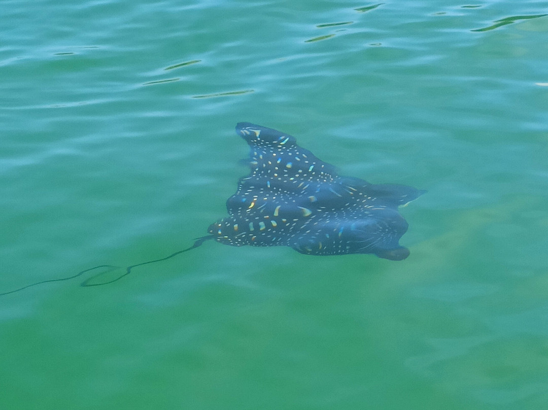 Black Turtle Cove景点图片