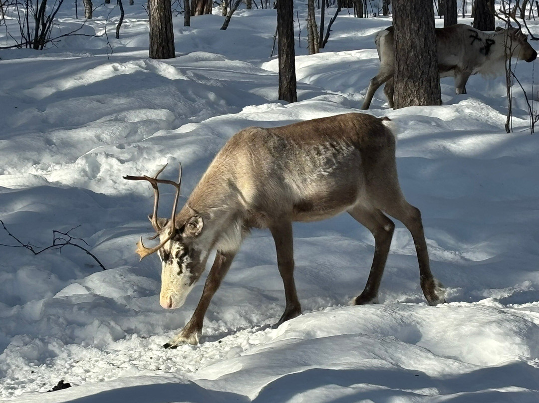 Angeli Reindeer Farm-伊纳里必去景点