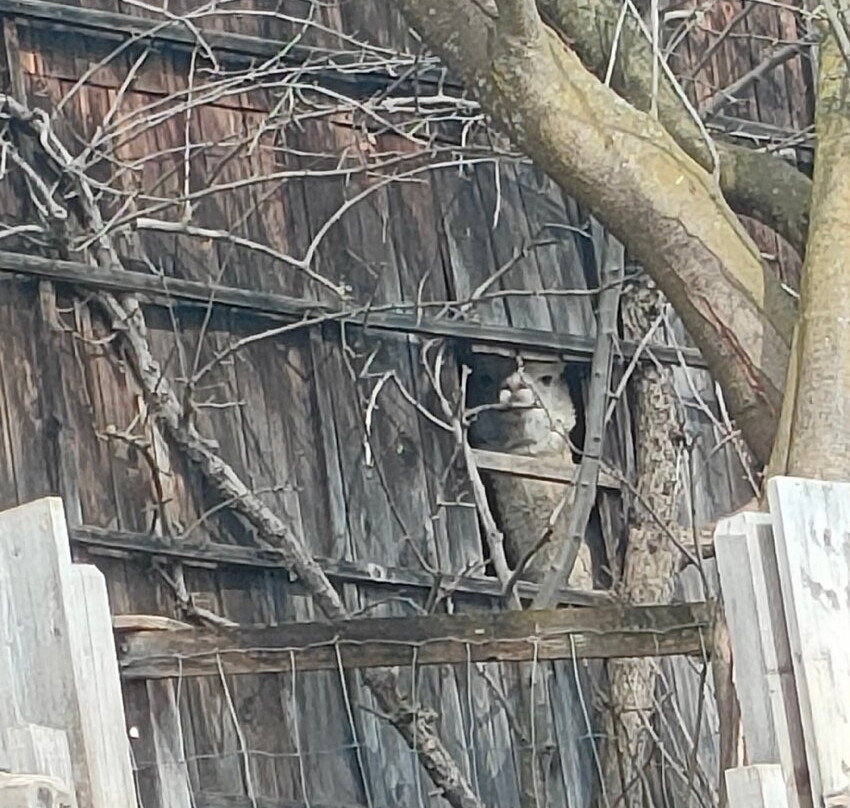 Pension Stauder主图