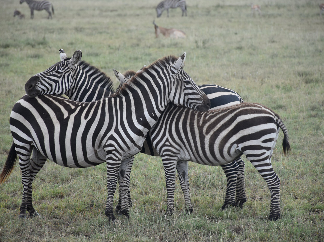 Next Stop Tanzania-阿鲁沙必去景点