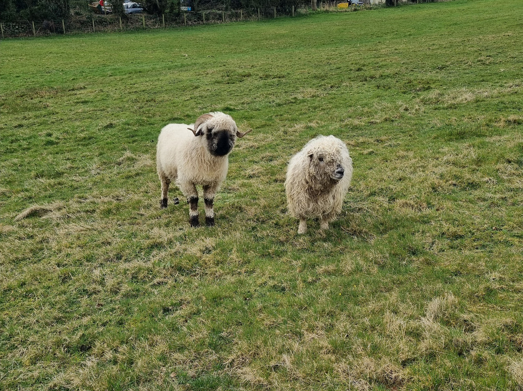 Moel Famau Donkeys景点图片