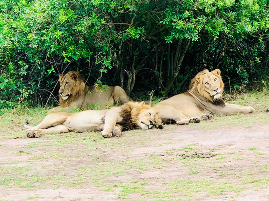 3 Days In Akagera National Park