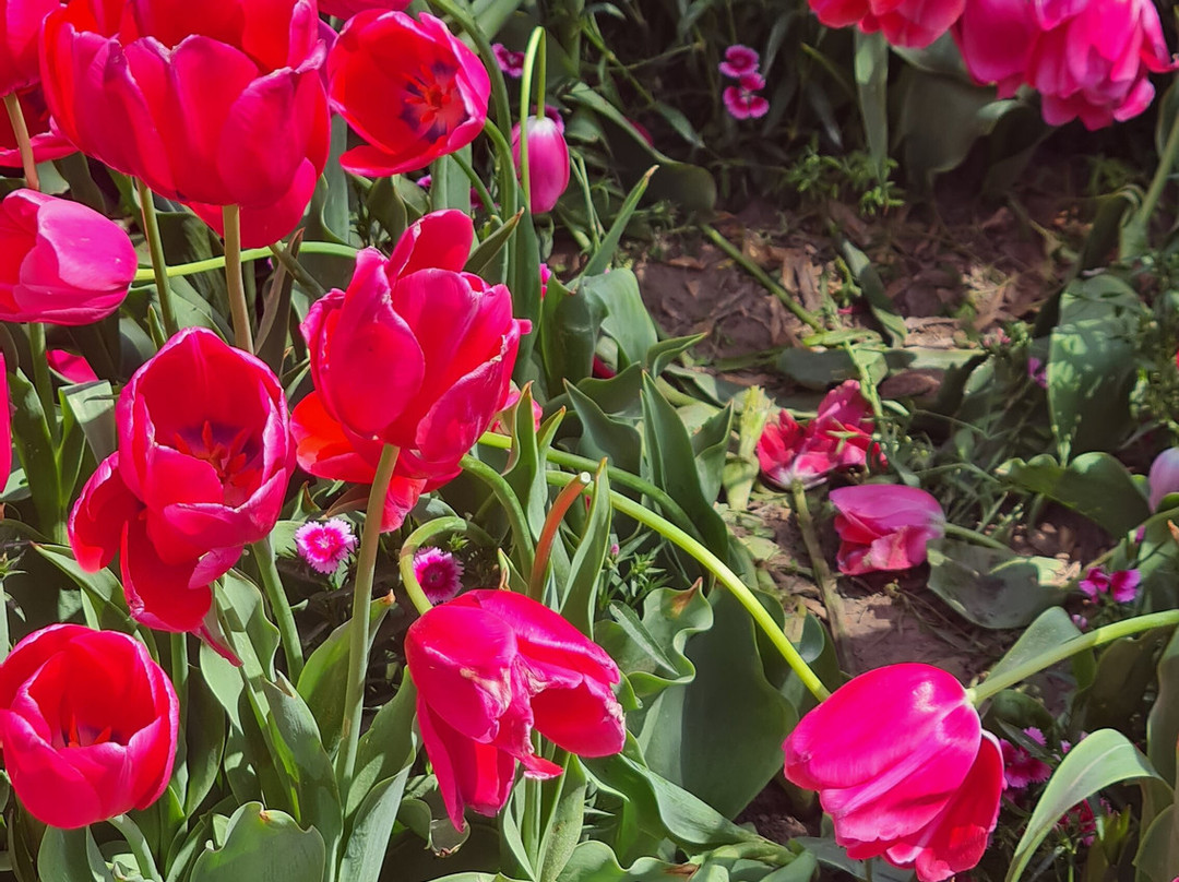Holland Flower Park-盐城必去景点