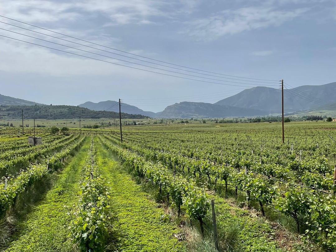 Nikolaou Estate-Nemea必去景点