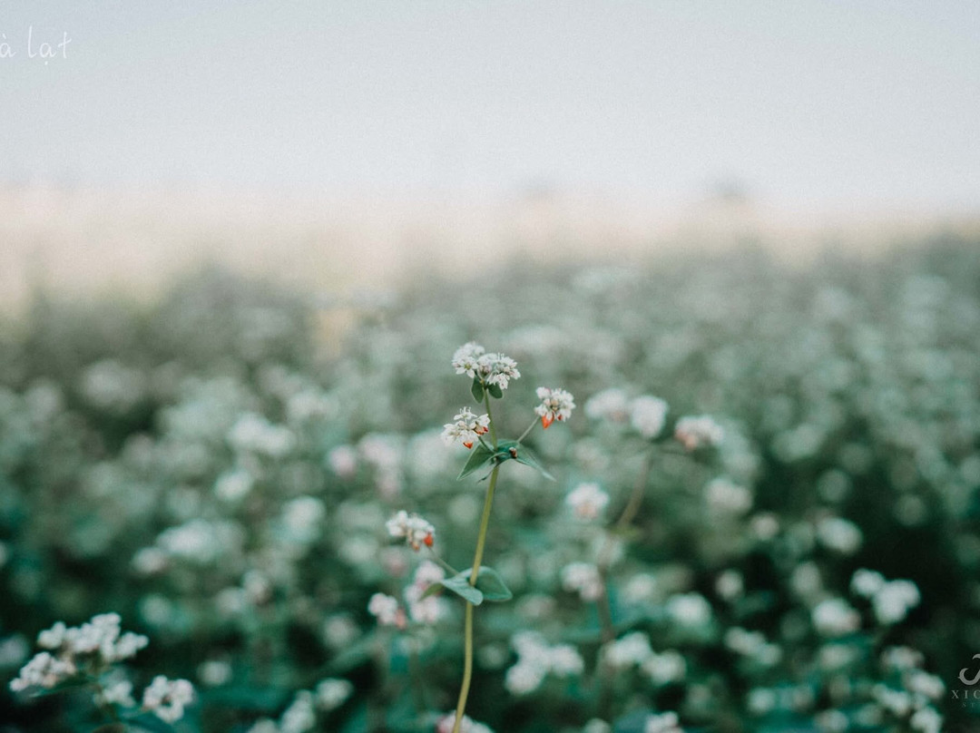 Cau Dat Tea Hill-大勒必去景点