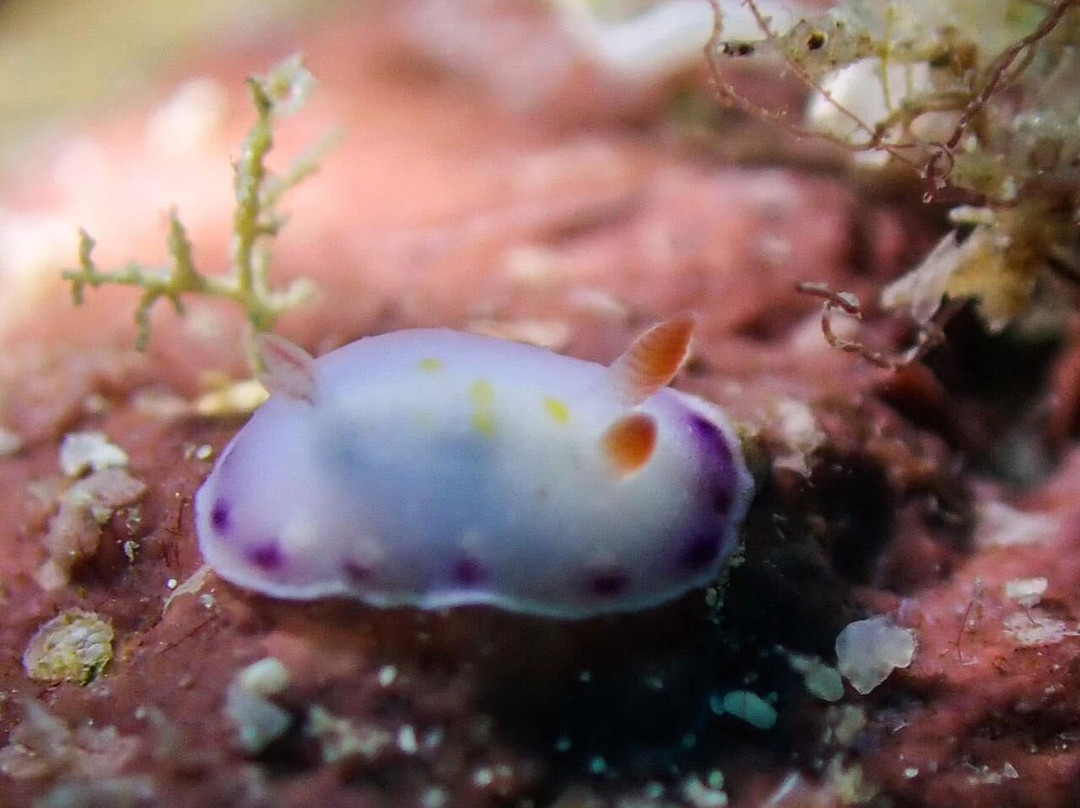 潜水迷浮潜店-仙本那必去景点