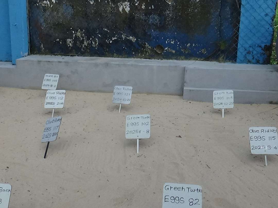 Sea Turtle Farm and Hatchery - Habaraduwa景点图片