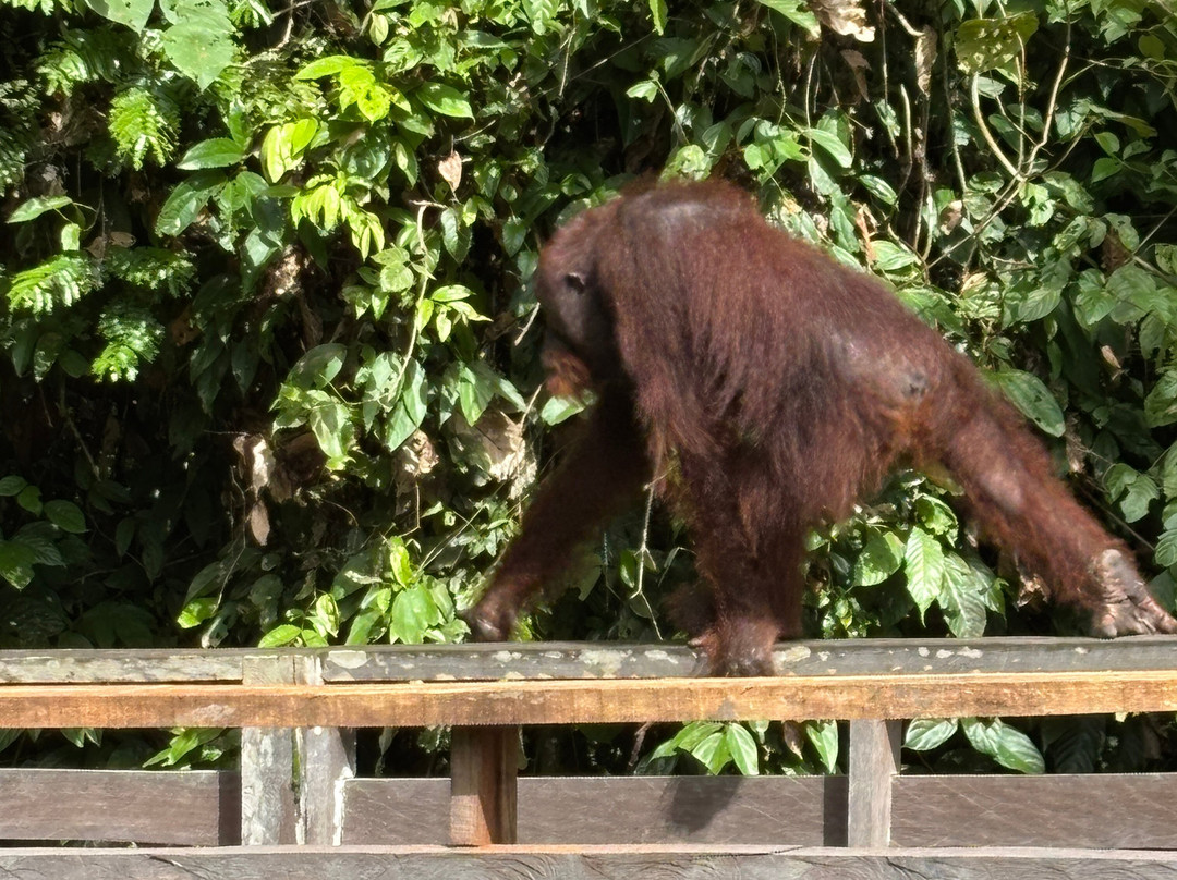 Sepilok Orangutan Rehabilitation Centre-山打根必去景点