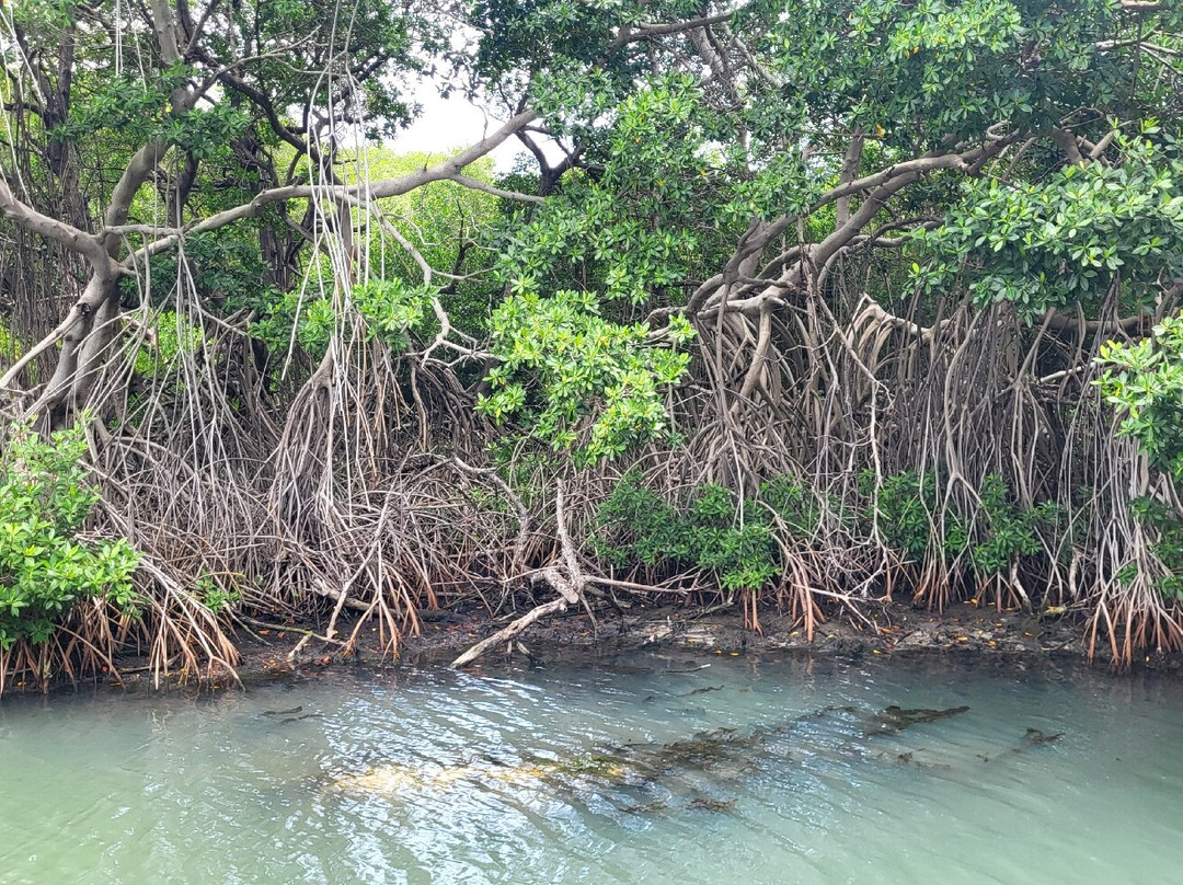 Curaçao Rif Mangrove Park-威廉斯塔德必去景点