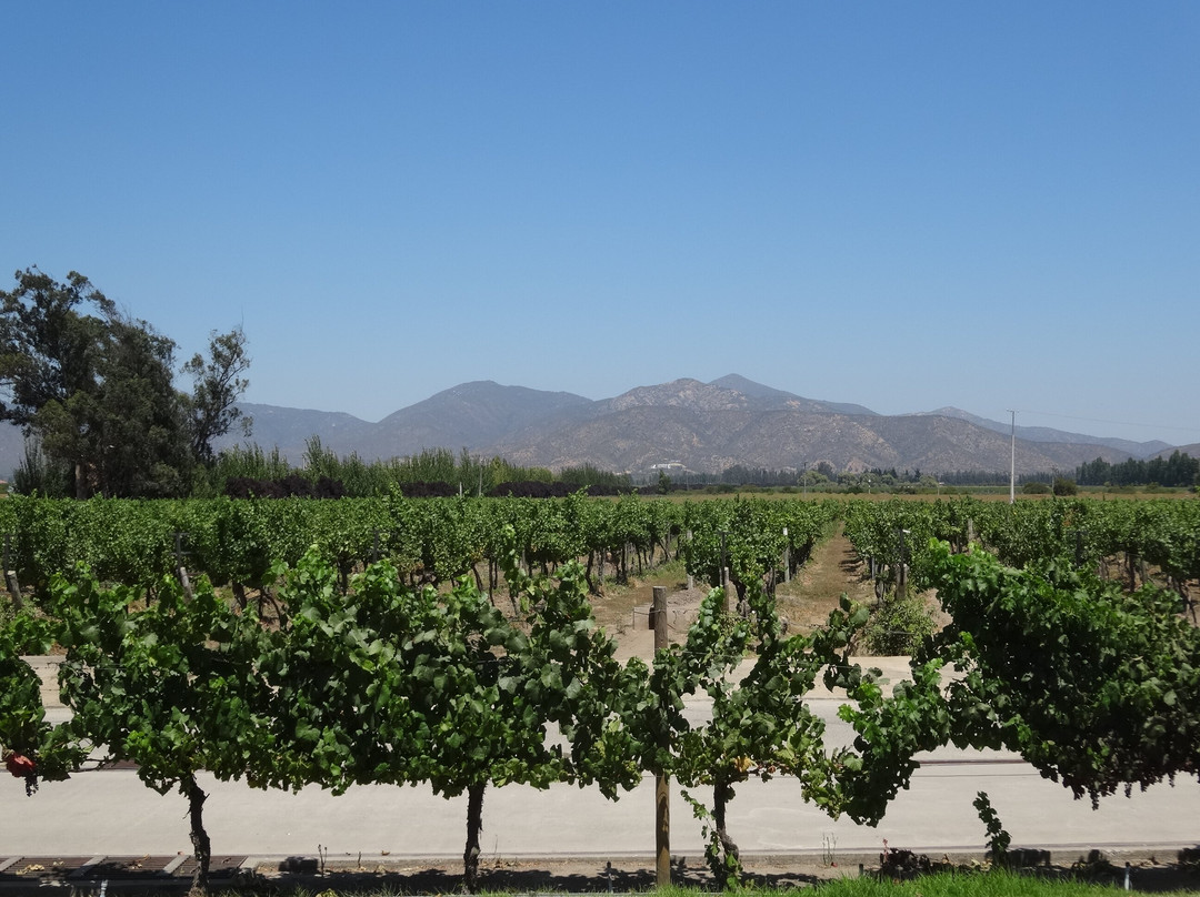 William Cole Vineyards-卡萨布兰卡必去景点